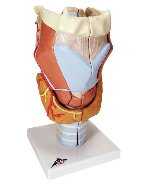 Larynx Model 2 Times Full-Size 7-Part