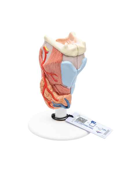 3B Scientific G22 Larynx Model 2-Part - 3B Smart Anatomy