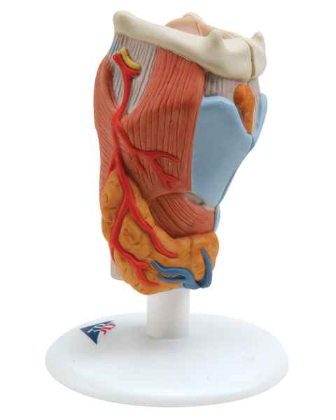 Larynx Model 2-Part