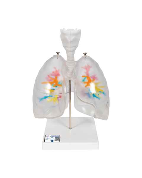 3B Scientific G23-1 Larynx Model with CT Bronchial Tree and Transparent Lungs - 3B Smart Anatomy