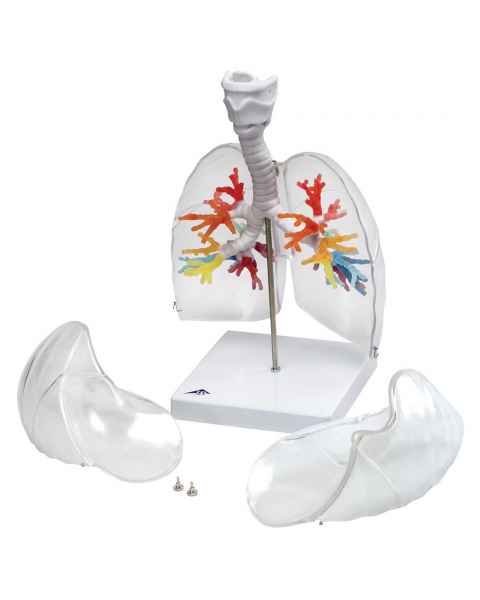 Larynx Model with CT Bronchial Tree and Transparent Lungs