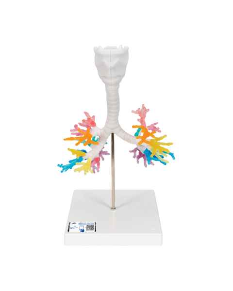 3B Scientific G23 Larynx Model with CT Bronchial Tree - 3B Smart Anatomy