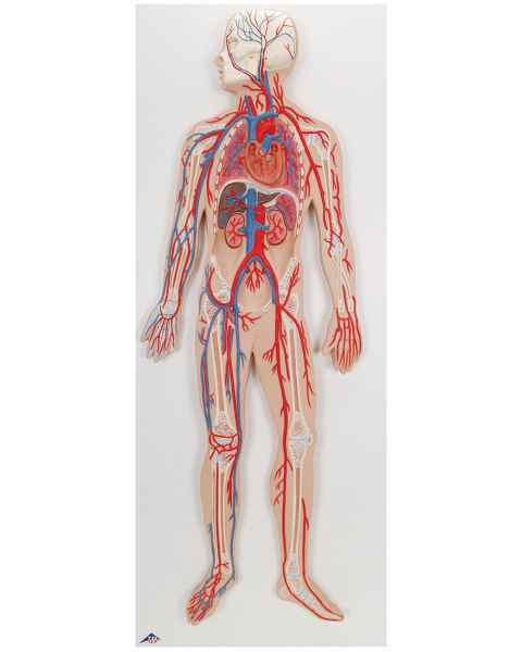 Circulatory System Model Half Life-Size