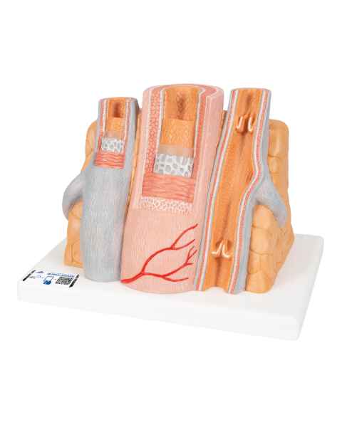 3B Scientific G42 MICROanatomy Artery and Vein 14-Times Enlarged - 3B Smart Anatomy