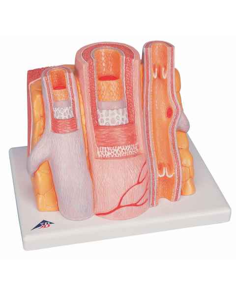 MICROanatomy Artery and Vein 14-Times Enlarged