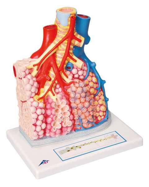 Pulmonary Lobule with Surrounding Blood Vessels