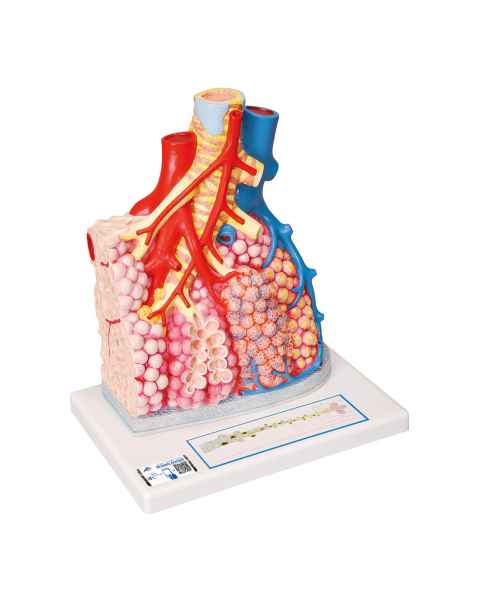 3B Scientific G60 Pulmonary Lobule with Surrounding Blood Vessels - 3B Smart Anatomy