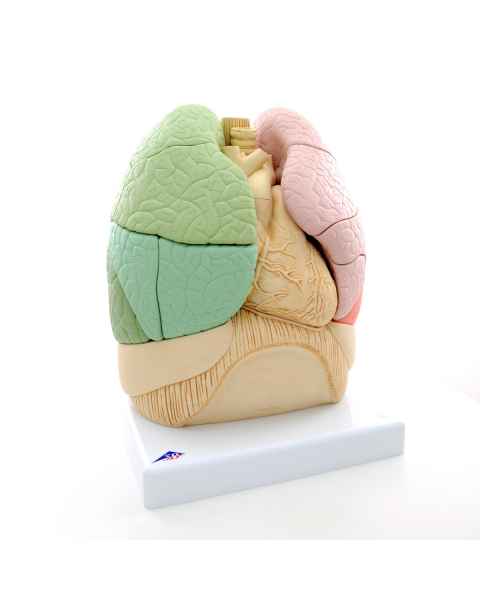 Segmented Lung Model