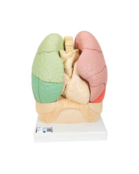 3B Scientific G70 Segmented Lung Model - 3B Smart Anatomy