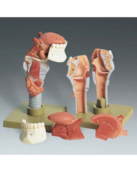 Human Larynx with Tongue Model