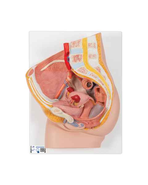 3B Scientific H10 Female Pelvis Model 2-Part - 3B Smart Anatomy