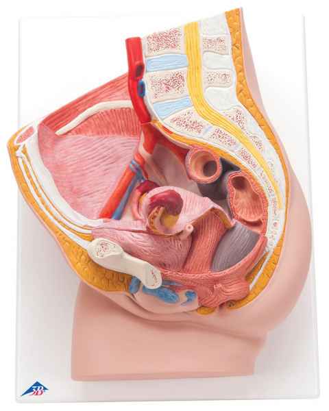 Female Pelvis Model 2-Part