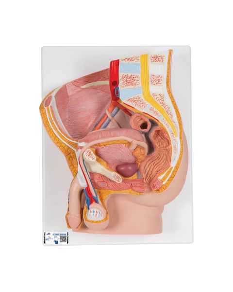 3B Scientific H11 Male Pelvis Model 2-Part - 3B Smart Anatomy