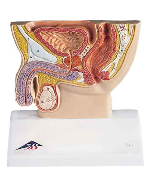 Male Pelvis Section Half Life-Size