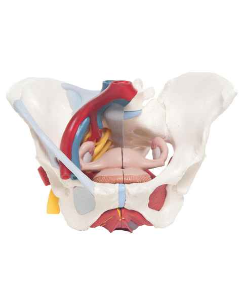 Female Pelvis Model with Ligaments Vessels Nerves Pelvic Floor and Organs Life-Size 6-Part