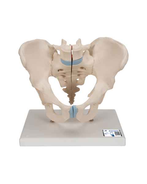 3B Scientific H21/1 Male Pelvis Model (3 Parts) - 3B Smart Anatomy
