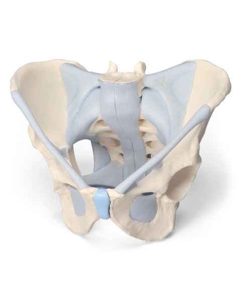 Male pelvis with Ligaments