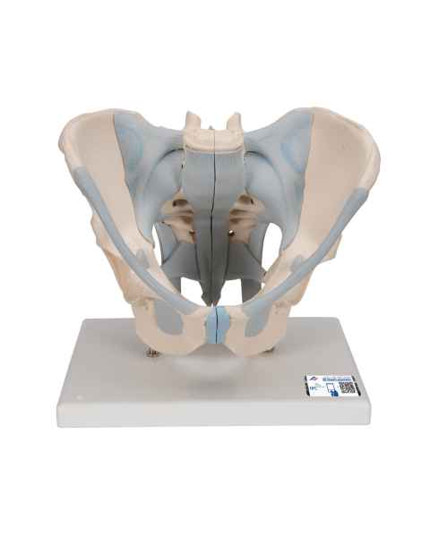 3B Scientific H21/2 Male Pelvis with Ligaments Model (2 Parts) - 3B Smart Anatomy