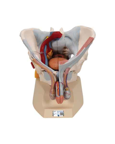 3B Scientific A21/3 Male Pelvis with Organs (7 Parts) - 3B Smart Anatomy