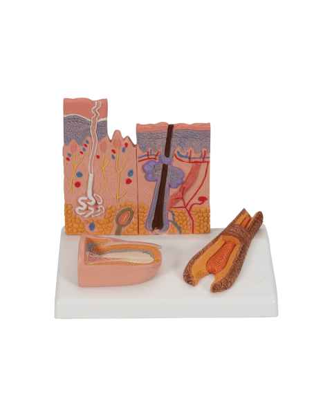 3B Scientific J14 Skin, Hair and Nail Microscopic Structures - 3B Smart Anatomy