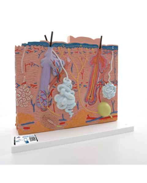 3B Scientific J16 Skin Model 3-Part - 3B Smart Anatomy