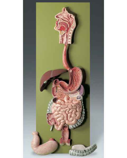 Human Digestive Tract Model