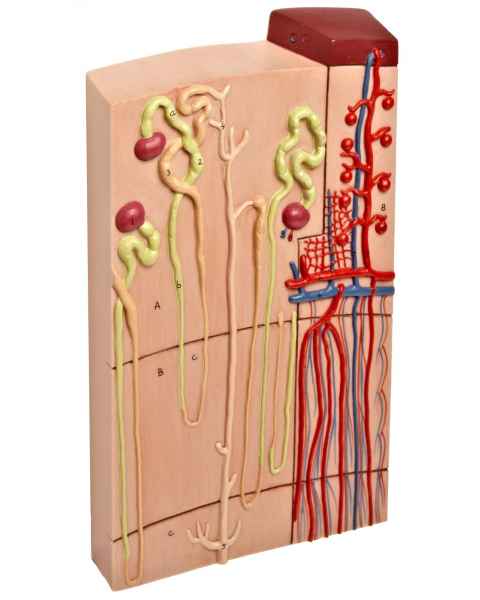 Nephrons and Blood Vessels - 120 Times Full-Size