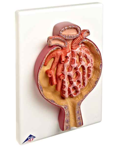 Malpighian Corpuscle of Kidney - 700 Times Full-Size