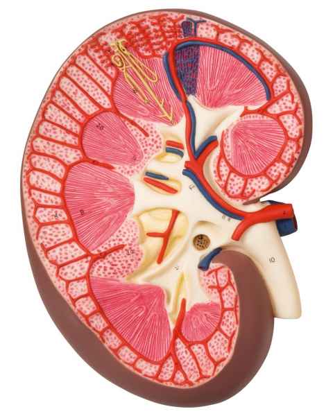 Kidney Section Model - 3 Times Full-Size