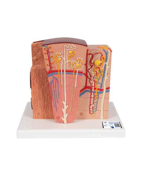 MICROanatomy Kidney Model - 3B Smart Anatomy
