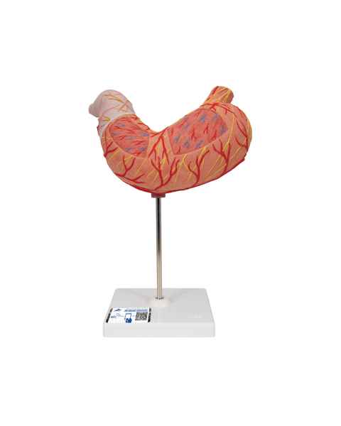 Stomach Model 2-Part