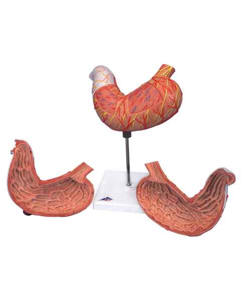 Stomach Model 2-Part