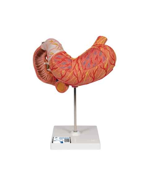Stomach Model 3-Part