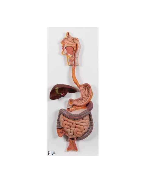 Digestive System Model 2-Part