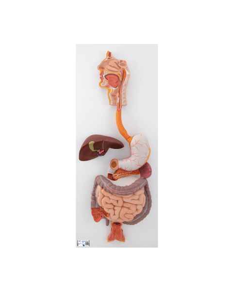 3B Scientific K20 Digestive System Model 3-Part