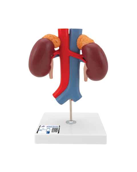 3B Scientific K22-1 Kidneys with Vessels Model 2-Part - 3B Smart Anatomy