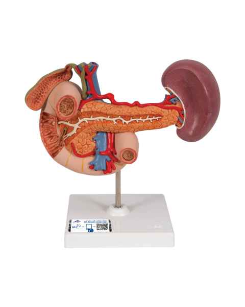 3B Scientific K22-2 Rear Organs of Upper Abdomen Model - 3B Smart Anatomy
