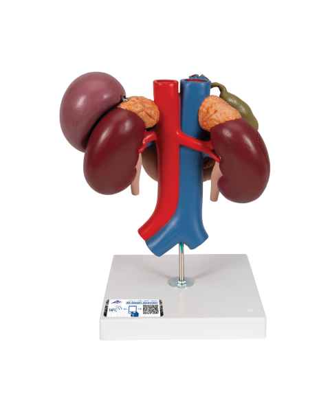 3B Scientific K22-3 Kidneys with Rear Organs of Upper Abdomen Model 3-Part - 3B Smart Anatomy