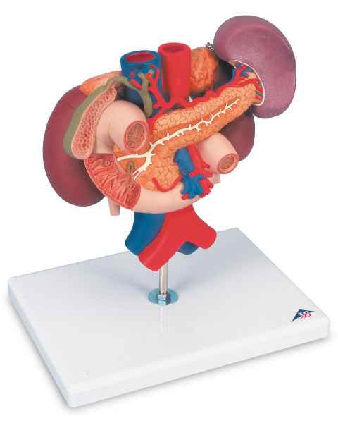 Kidneys With Rear Organs Of The Upper Abdomen Model 3-Part