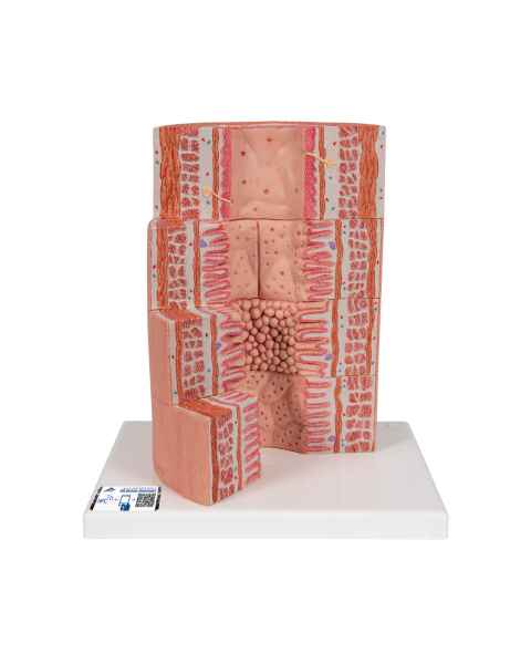 3B Scientific K23 MICROanatomy Digestive System Model - 20 Times Magnified