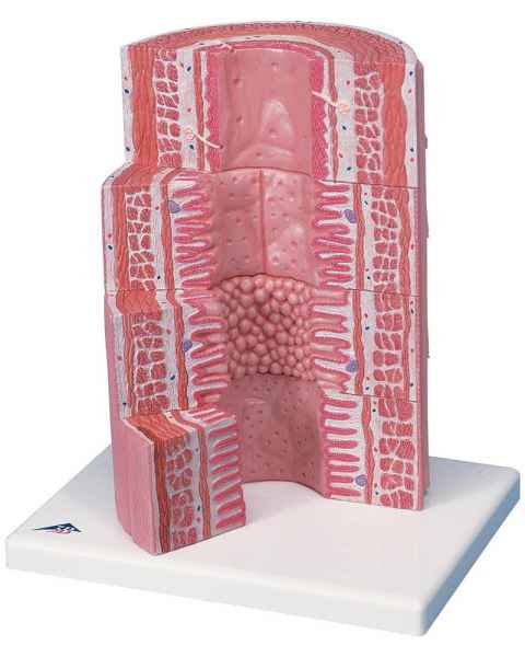 MICROanatomy Digestive System Model - 20 Times Magnified