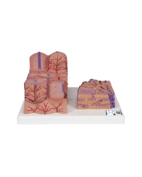 MICROanatomy Liver Model