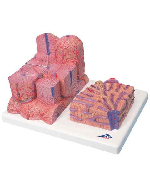 MICROanatomy Liver Model