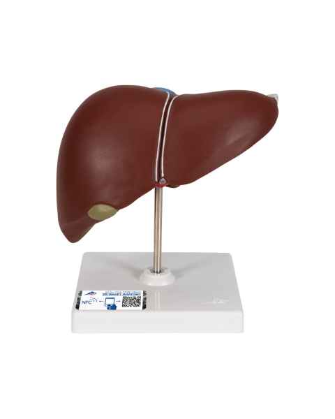 3B Scientific K25 Liver Model with Gall Bladder