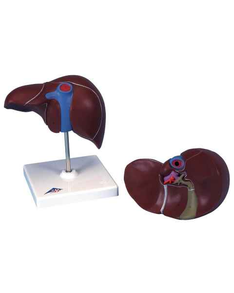 Liver Model with Gall Bladder