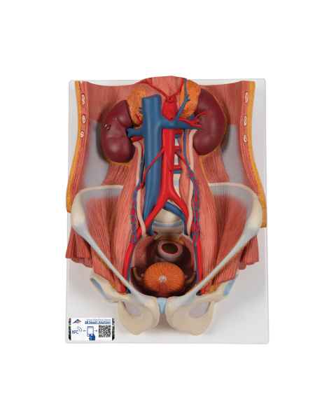 Dual Sex Urinary System Model 6-Part