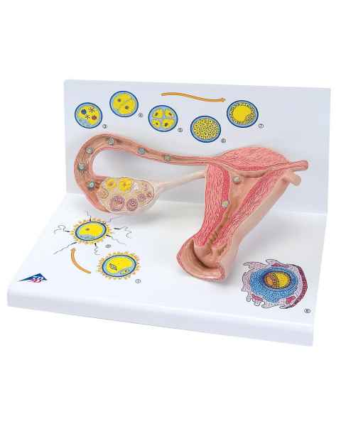 Stages of Ovum Development/Fertilization - 2 Times Magnification