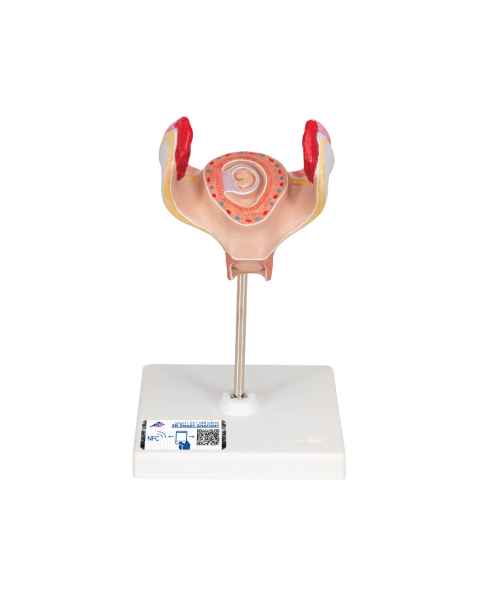 3B Scientific L10-1 First Month Embryo Model