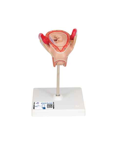 3B Scientific L10-2 Second Month Embryo Model