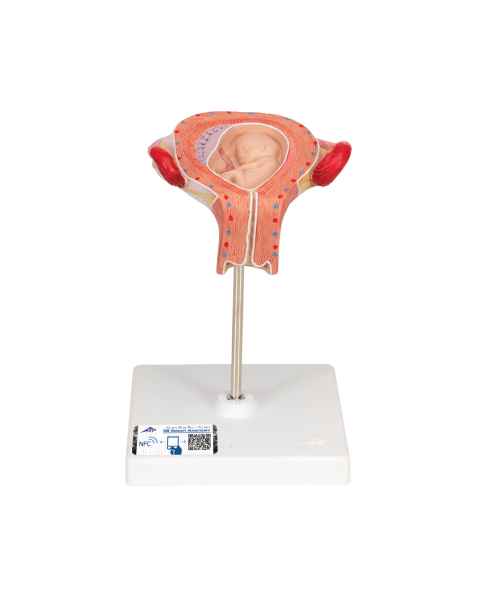 3B Scientific L10/3 Third Month Embryo Model